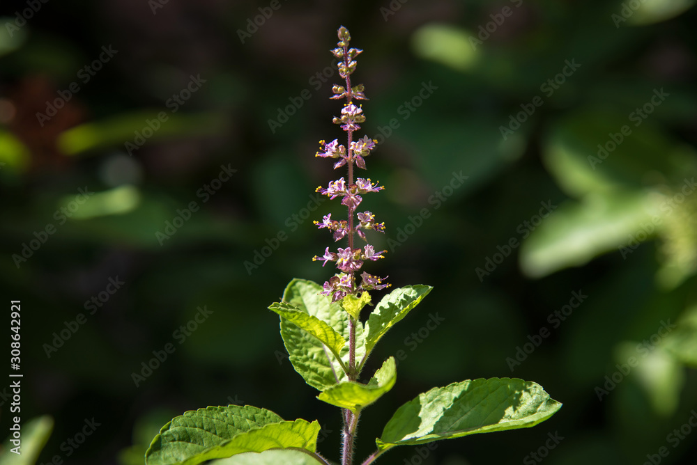 Leaf And Flower Of Holy Basil Thailand Herb, Black Background Leaf And Flower Of Holy Basil Thailand Herb, Black Background
