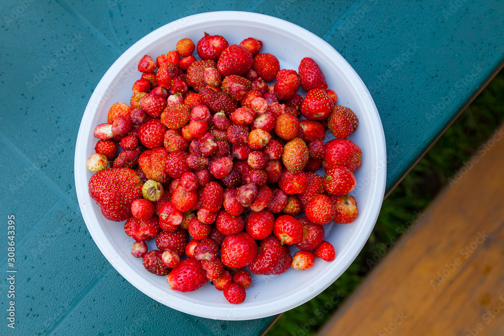 Flat top view of a white plate with a large handful of red strawberries after harvesting on a summer warm day for food or preparation of vitamin juice on a table. Flat top view of a white plate with a large handful of red strawberries after harvesting on a summer warm day for food or preparation of vitamin juice on a table.