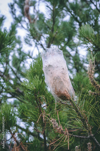 Thaumetopoea pityocampa - close view of a nest of a pine processionary moth, dangerous pest