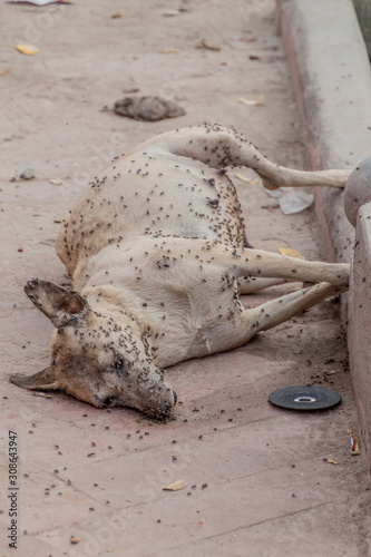 Dead dog covered in flies on a street in Lucknow, India