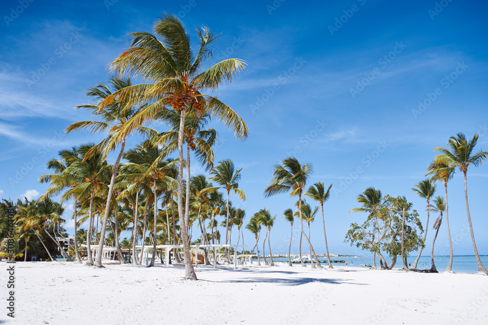 palm tree on the beach palm tree on the beach