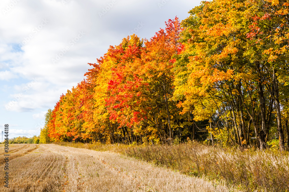 Fototapeta premium Gold autumn. Autumn landscape with golden maple on a sunny day. Tosno. Leningrad region. Russia