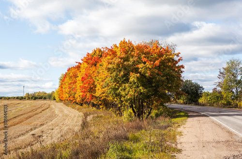 Gold autumn. Autumn landscape with golden maple on a sunny day. Tosno. Leningrad region. Russia photo