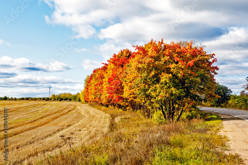 Gold autumn. Autumn landscape with golden maple on a sunny day. Tosno. Leningrad region. Russia photo