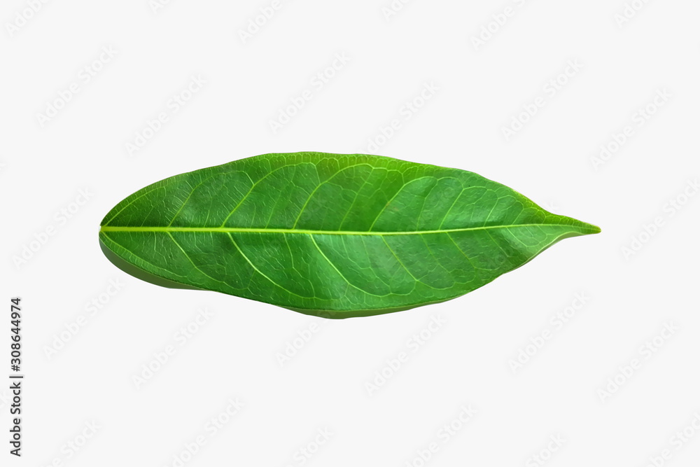 Obraz premium Green leaf in isolative mode, suitable for use as a background image