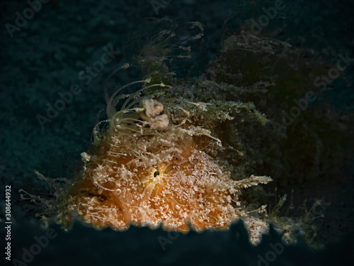 Striped or Hairy frogfish, Gestreifter Anglerfisch (Antennarius striatus) photo