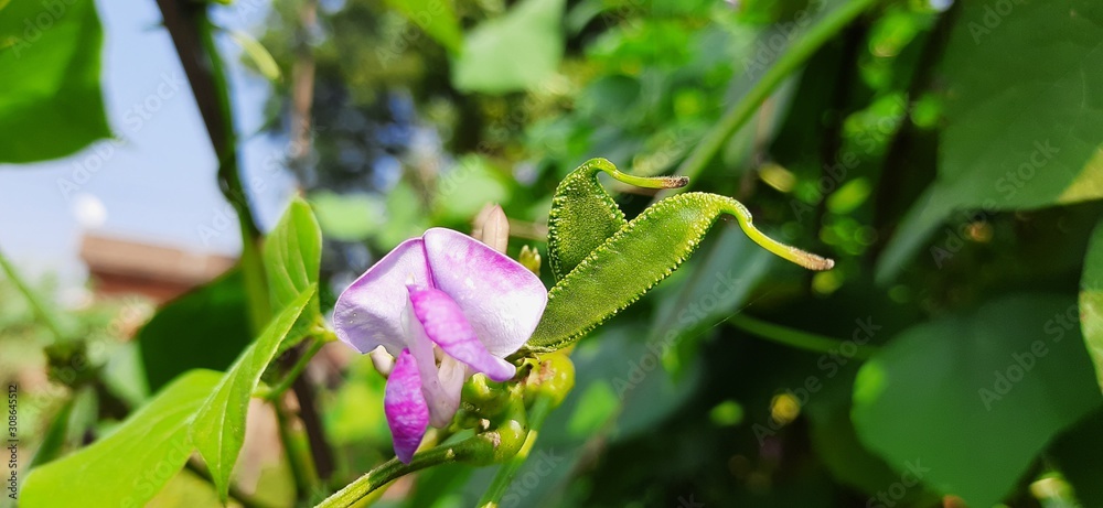 Obraz premium Red fava bean flower with small fava beans on green leaf background.Home Grown Organic Lablab Bean.Seim bean flower blooming brightly in the field. Vegetable flowers.