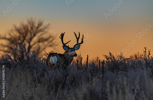 Large Mule Deer Buck at Sunrise