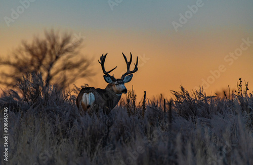 Large Mule Deer Buck at Sunrise photo