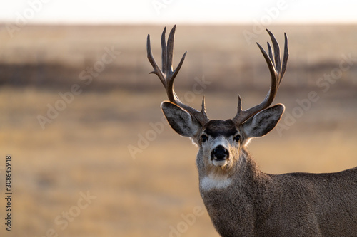 A Large Mule Deer Buck in a Field During Autumn photo