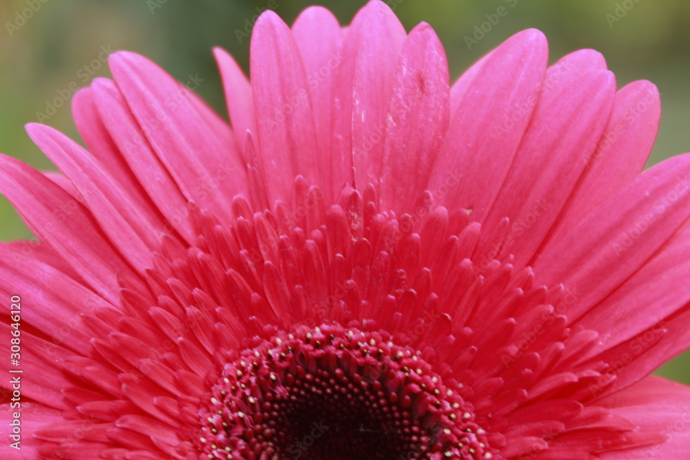 Macro close up of Gerbera Flower. Macro close up of Gerbera Flower.