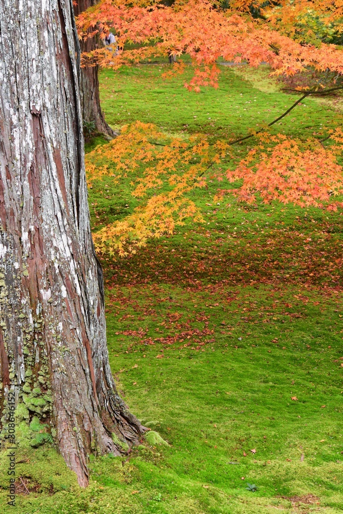 Autumn colors of Japanese maple leaves in the garden. Kyoto Japan
Autumn colors of Japanese maple leaves in the garden. Kyoto Japan