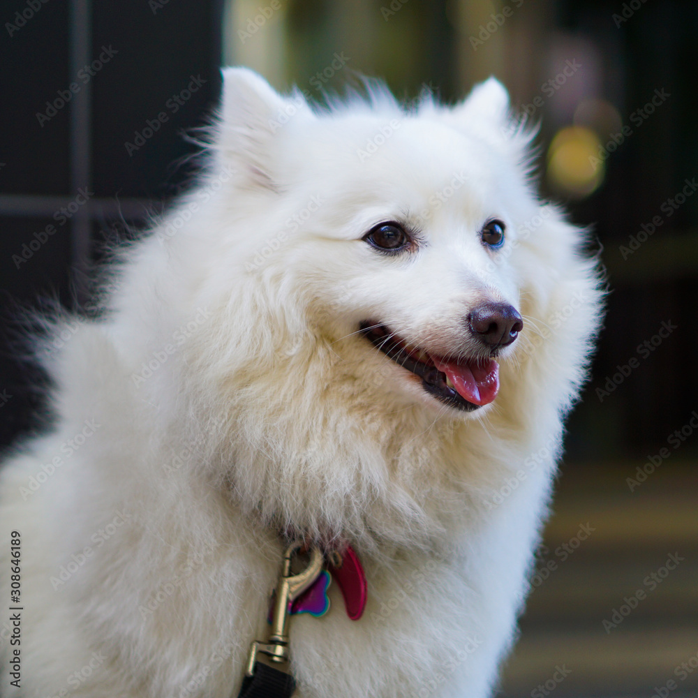 White fluffy dog with mouth a bit open White fluffy dog with mouth a bit open