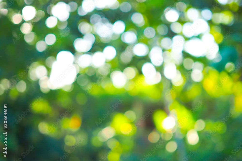 Obraz premium Abstract green bokeh out of focus background from tree in nature