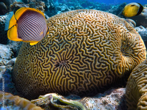 Fototapeta Naklejka Na Ścianę i Meble -  Close up of Grooved brain coral labyrinth