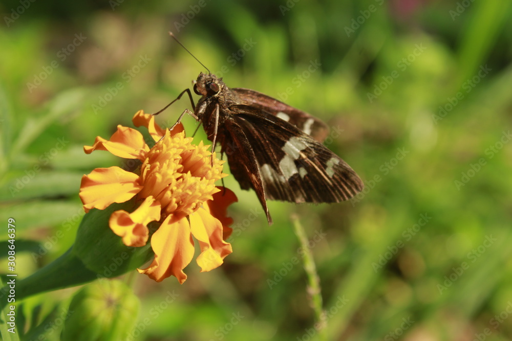Obraz premium Skipper butterfly on flower