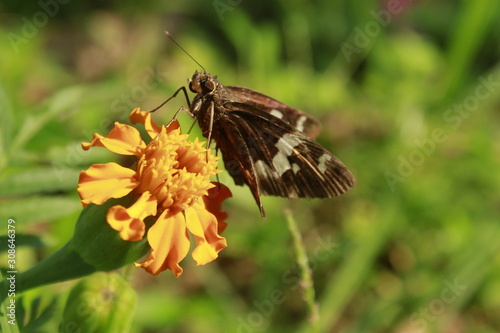 Skipper butterfly on flower