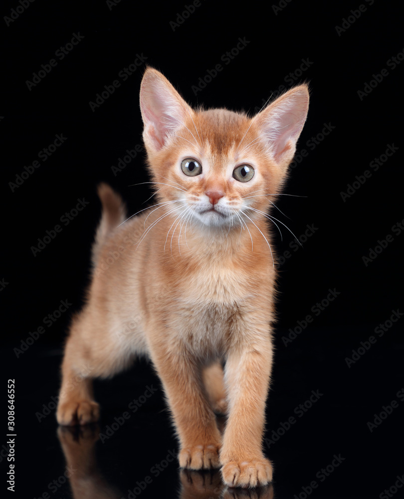Small red kitten of abyssinian breed on a black background Small red kitten of abyssinian breed on a black background
