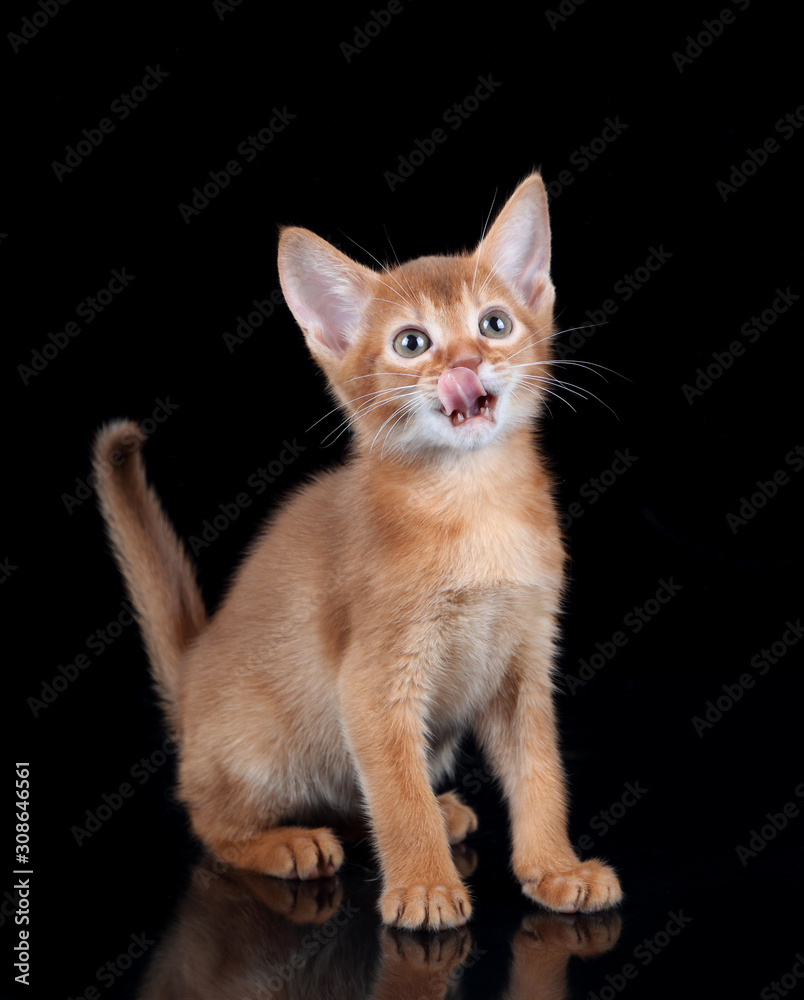 Small red kitten of abyssinian breed on a black background Small red kitten of abyssinian breed on a black background