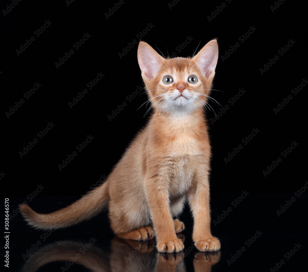Small red kitten of abyssinian breed on a black background