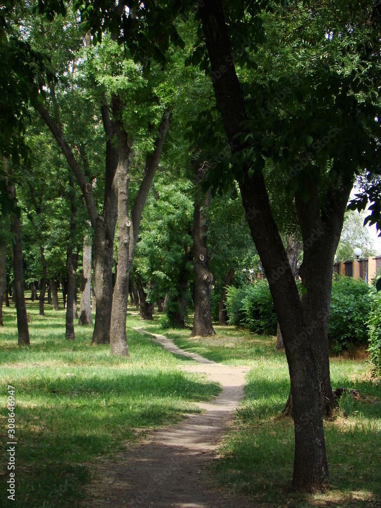 Footpath in a summer park with green foliage. Summer public park with green grass and trees.