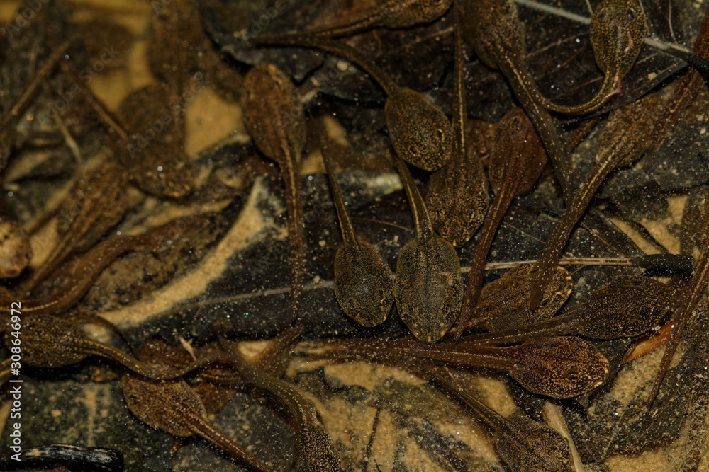 Obraz premium Frog tadpole in a forest pond