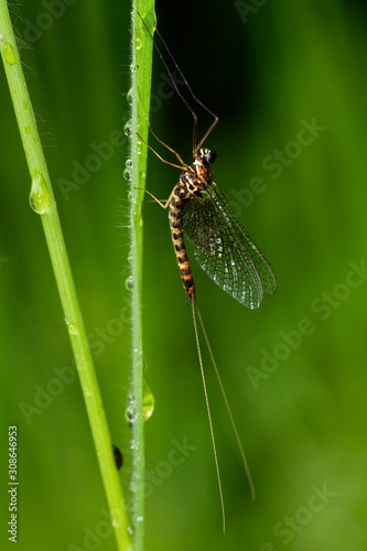 Close-up view of the adult mayfly on the grass