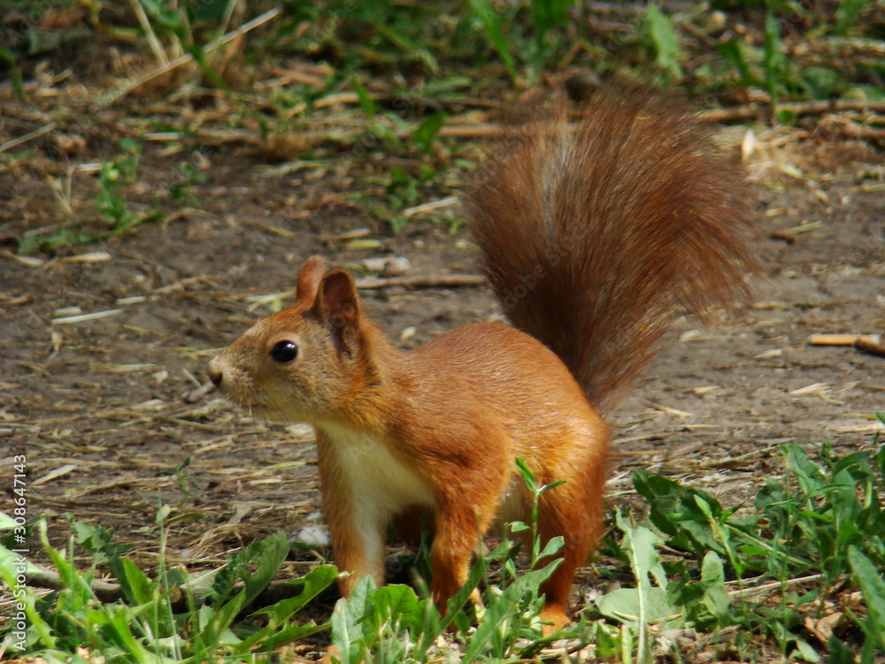 Squirrel in the green grass. Red-haired squirrel sits in the grass. Squirrel in the green grass. Red-haired squirrel sits in the grass.
