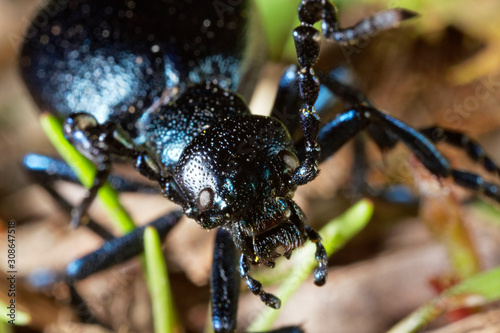 The oil beetle (Meloe violaceus) © Goran