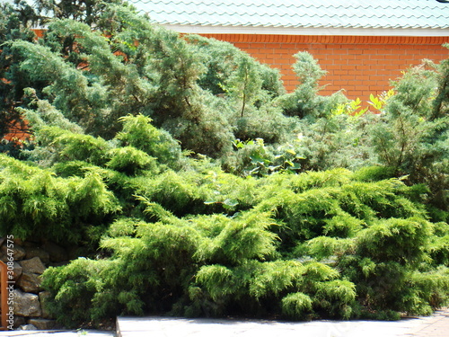 Juniper bush in the park. Green bush of juniper on a brick wall background.