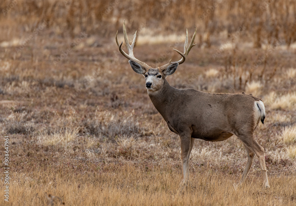 A Large Mule Deer Buck in a Field During Autumn A Large Mule Deer Buck in a Field During Autumn