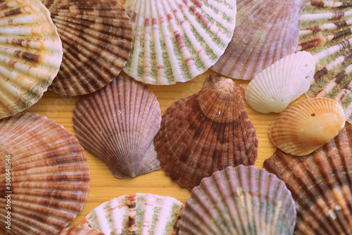 Sea shells on a wooden background close-up, top view. Retro style toned