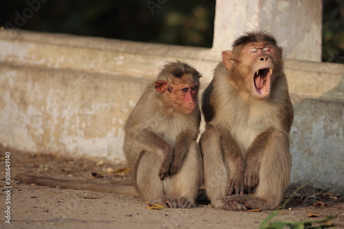 Good Morning Monkey © Vijayasekar