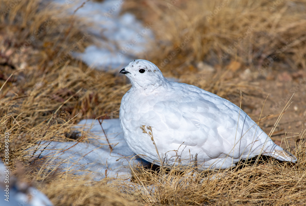 White-tailed Ptarmigan in Winter Plumage in a Snowy Alpine Meadow White-tailed Ptarmigan in Winter Plumage in a Snowy Alpine Meadow