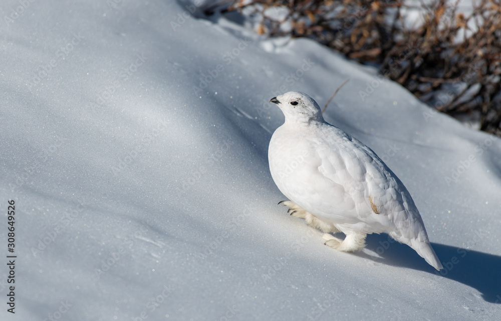 White-tailed Ptarmigan in Winter Plumage in a Snowy Alpine Meadow