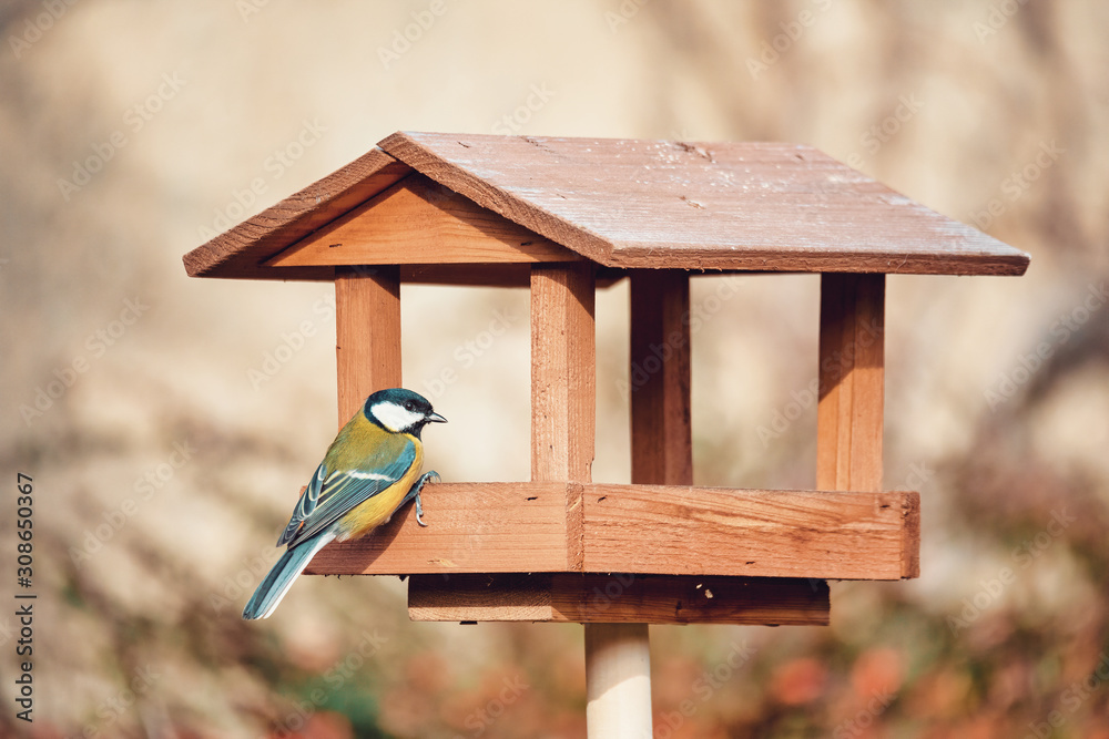 Φωτογραφία beautiful small bird great tit (Parus major) bird sitting on the bird feeder in
