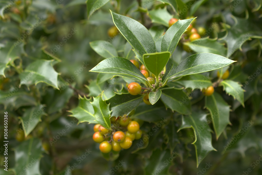 Ilex, or holly, It is a genus of small, evergreen trees with smooth, glabrous, or pubescent branchlets. The plants are generally slow-growing.