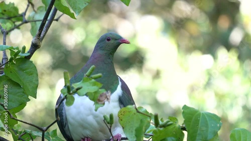 A New Zealand Wood Pigeon also known as a Kereru in a tree	