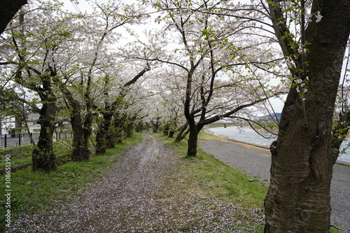 Rows of cherry blossom trees in Japan by river