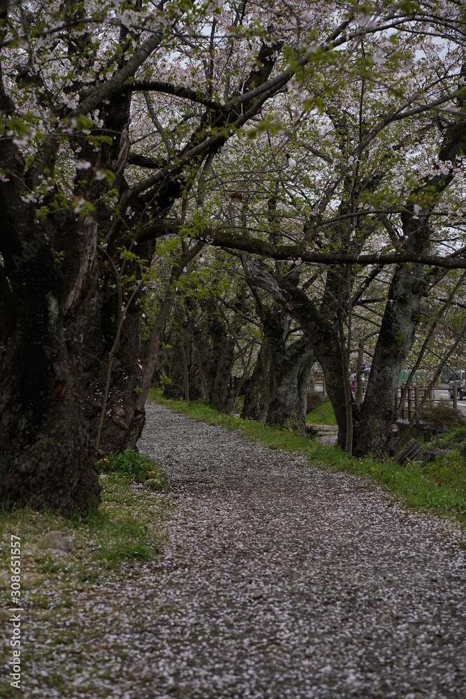 Sakura trees along pathway