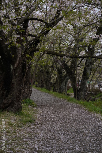 Sakura trees along pathway