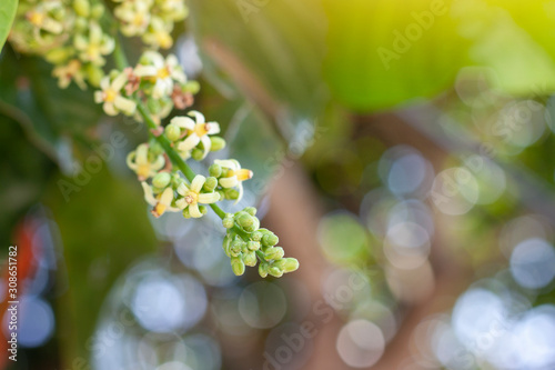Fotografía Inflorescence of Santol or Sentul fruit (Sandoricum koetjape) bloom on tree with sunlight on blur nature background