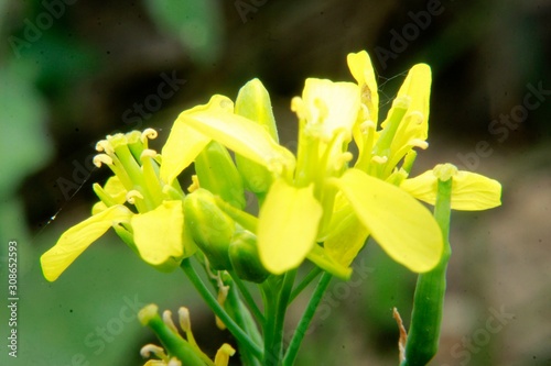Close up Macro photo of the yellow colored mustard flowers.