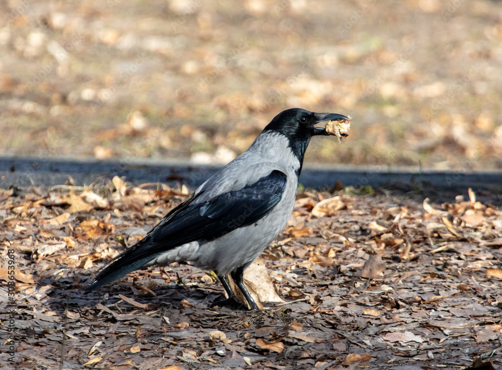 A raven walks on the ground in the park A raven walks on the ground in the park