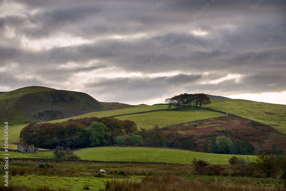Hill farming near Dufton with sheep grazing on the green pastures on an overcast day.