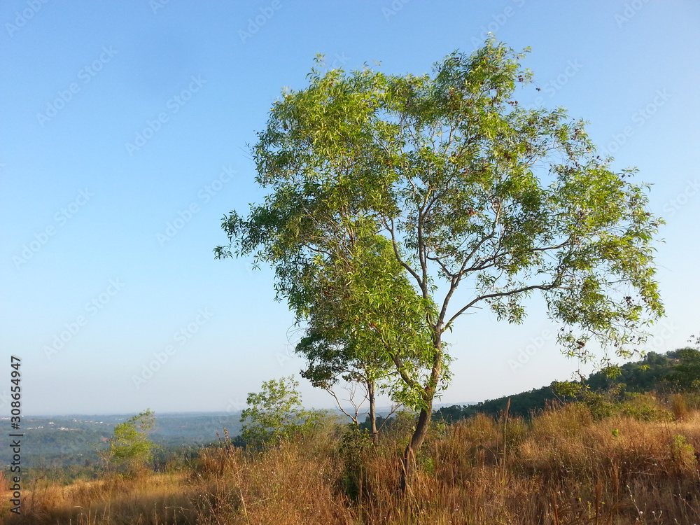 Obraz premium tree in the field