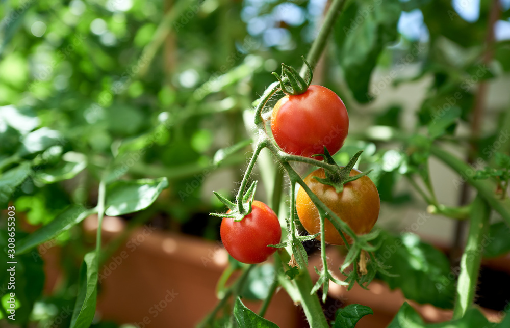 A closeup of red ripe tomatoes on the vine in a glasshouse with a green blurred background.
