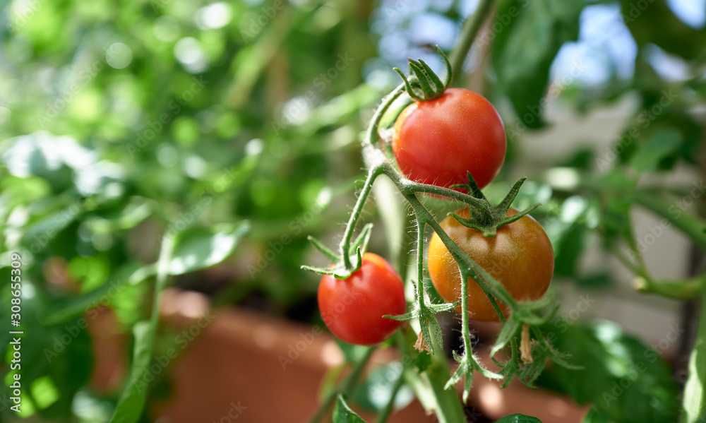 A closeup of red ripe tomatoes on the vine in a glasshouse with a green blurred background.