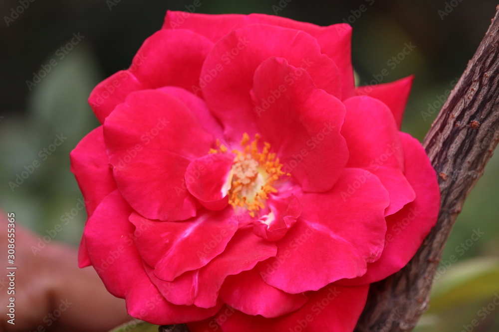 Pink Rose flower with raindrops on background pink roses flowers. Nature Pink Rose flower with raindrops on background pink roses flowers. Nature
