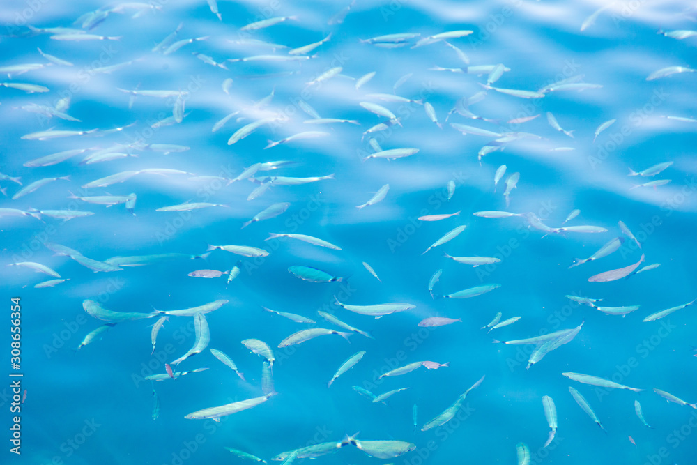 Fish in the blue water of the sea as a background Fish in the blue water of the sea as a background